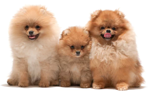 Three fluffy Pomeranians with cheerful expressions pose together, showcasing their playful nature. This HD image serves as a vibrant desktop wallpaper and background.