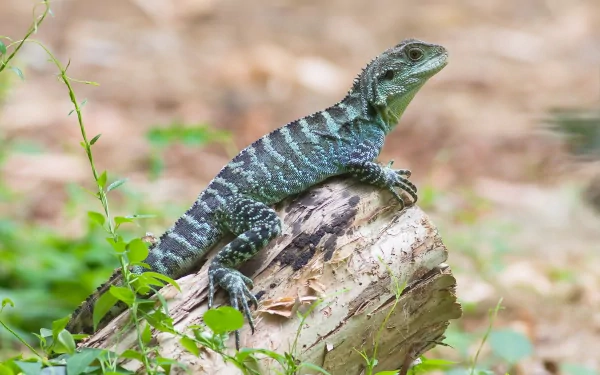  Gippsland Water Dragon