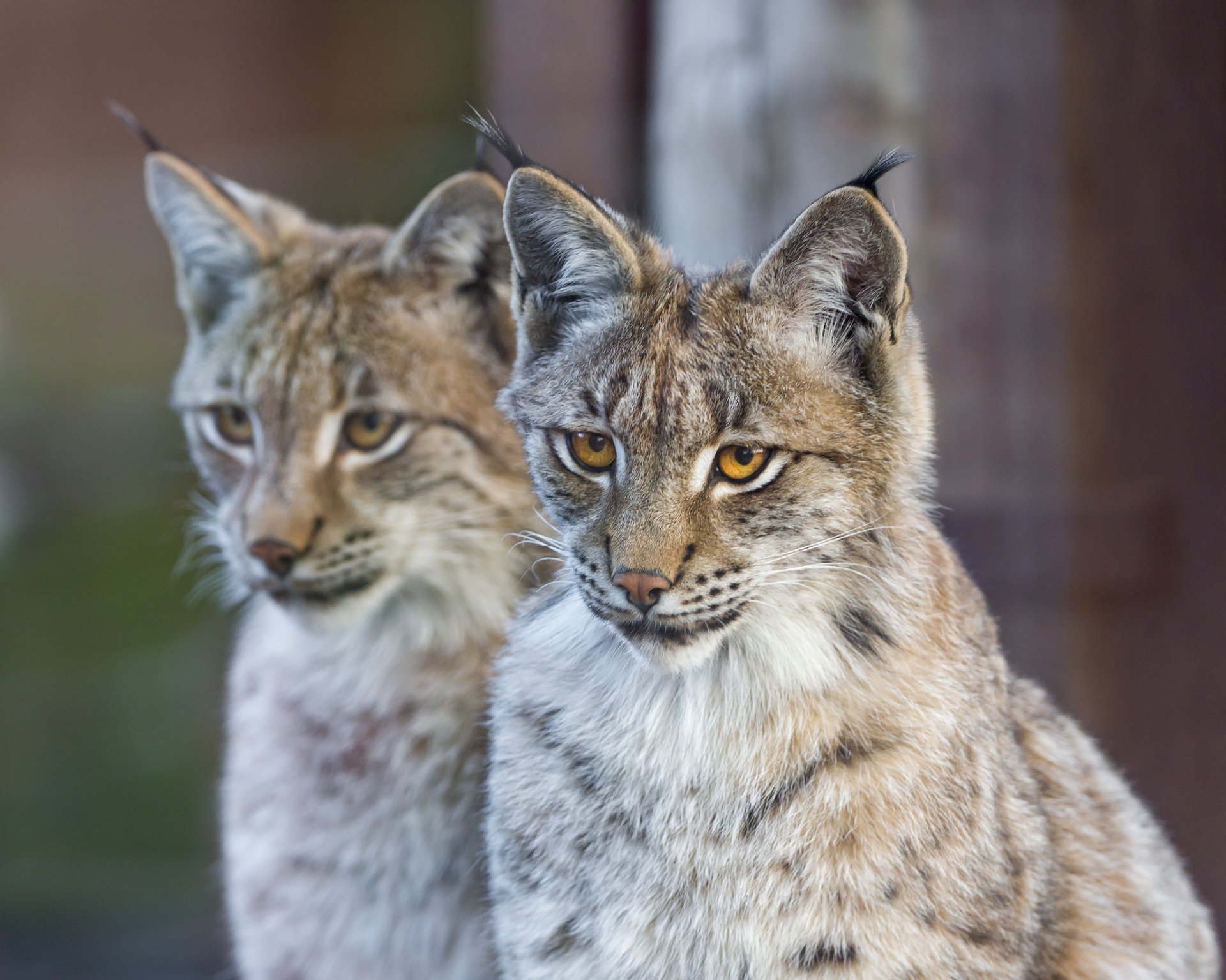 Download Animal Lynx HD Wallpaper