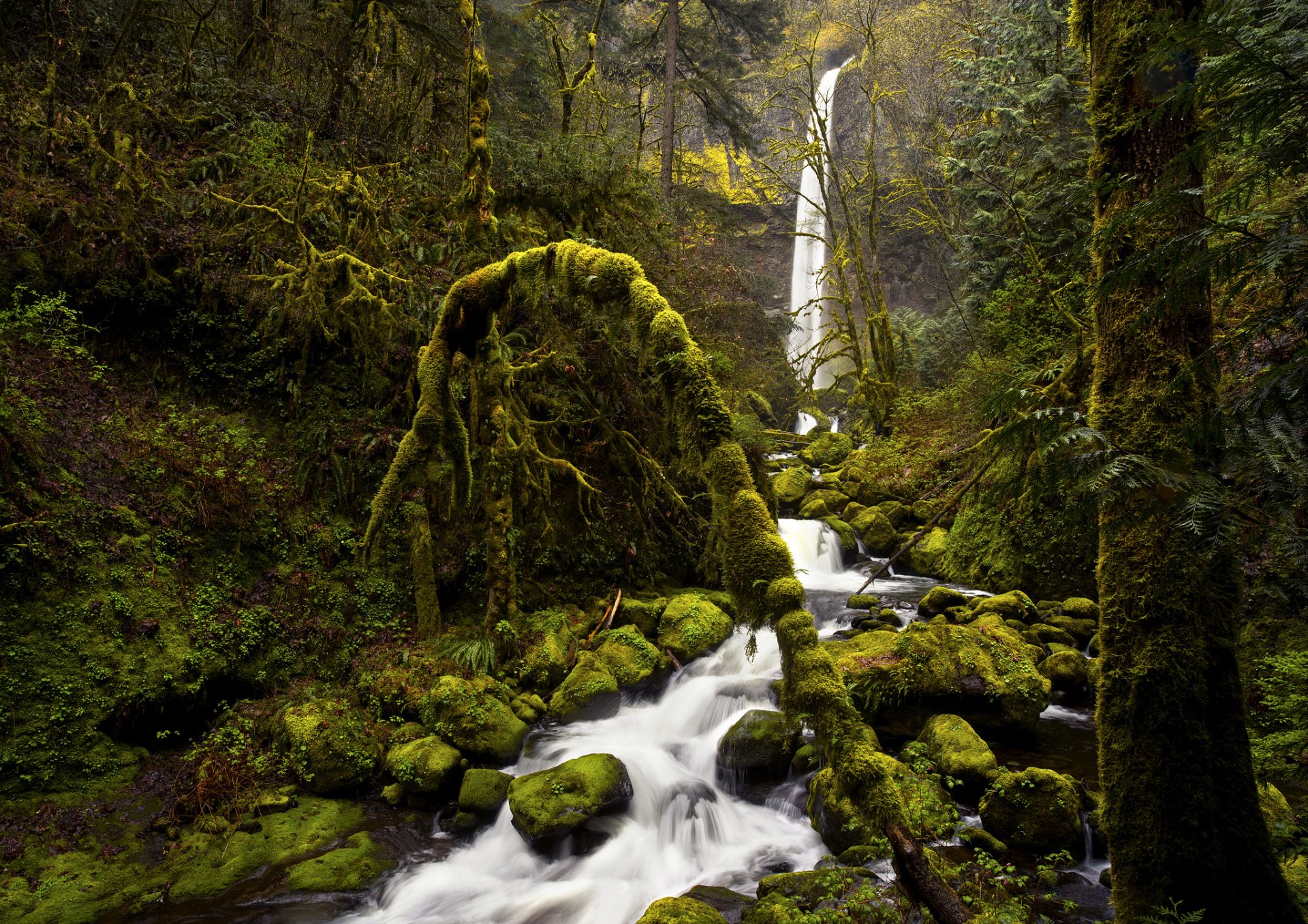 HD PC desktop wallpaper showcasing a lush forest with a moss-covered fallen tree and a cascading waterfall surrounded by vibrant greenery.