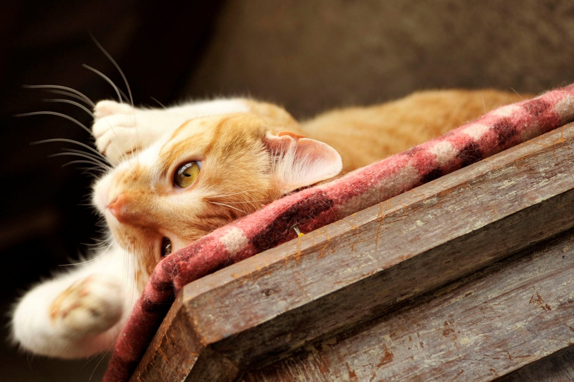 HD PC desktop wallpaper of a relaxed orange and white cat lying on a rustic wooden surface with a patterned cloth, showcasing detailed fur and bright eyes.
