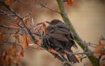 Sparrow Full HD Wallpaper and Background Image | 2800x1575 | ID:412006