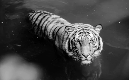 HD desktop wallpaper featuring a white tiger standing in water, captured in black and white. The tiger gazes directly at the camera with an intense expression. The background is a dark, reflective water surface.