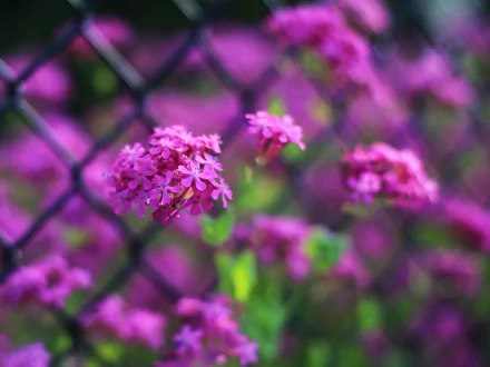 Close-up of vibrant pink flowers blooming against a black fence, creating a striking contrast. This HD image serves as an eye-catching desktop wallpaper and background.