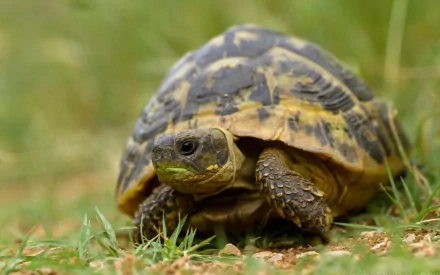 A close-up of a turtle on grass, showcasing its detailed shell and inquisitive expression. This HD image makes a captivating desktop wallpaper and background.