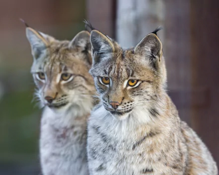 HD desktop wallpaper showing a close-up of two lynxes with detailed fur and piercing eyes in a natural, blurred background.
