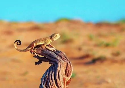 Animal lizard HD Desktop Wallpaper | Background Image