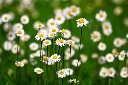nature daisy HD Desktop Wallpaper | Background Image