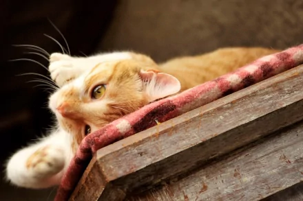 HD PC desktop wallpaper of a relaxed orange and white cat lying on a rustic wooden surface with a patterned cloth, showcasing detailed fur and bright eyes.