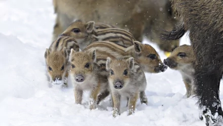 A group of young wild boars walking together in the snow, captured in high definition as a PC desktop wallpaper and background.