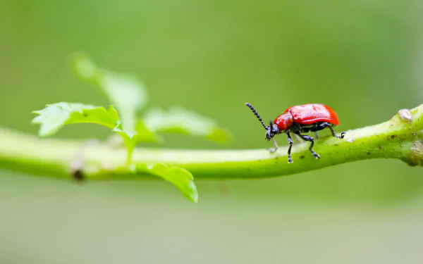 Animal beetle HD Desktop Wallpaper | Background Image