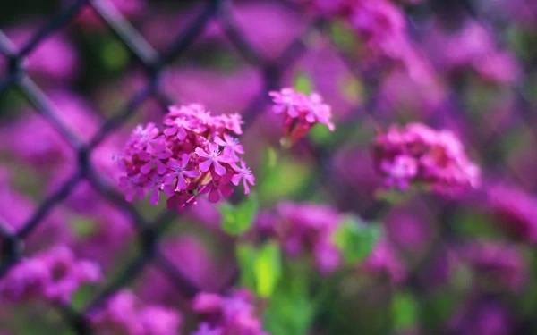 Close-up of vibrant pink flowers blooming against a black fence, creating a striking contrast. This HD image serves as an eye-catching desktop wallpaper and background.