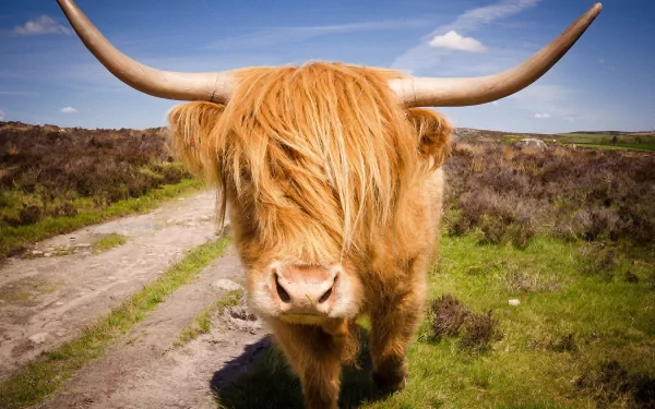 Animal highland cattle HD Desktop Wallpaper | Background Image