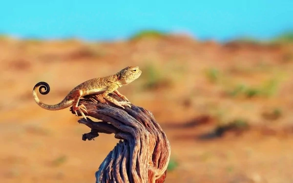 Animal lizard HD Desktop Wallpaper | Background Image