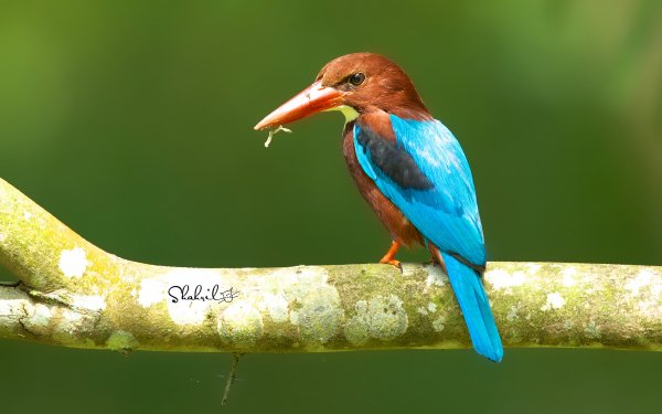 Animal Kingfisher Birds Kingfishers HD Wallpaper | Background Image