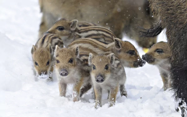 A group of young wild boars walking together in the snow, captured in high definition as a PC desktop wallpaper and background.
