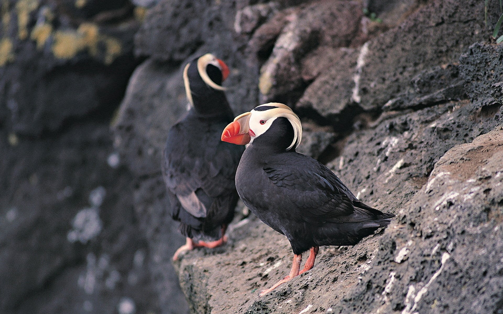 HD PC desktop wallpaper featuring two puffins perched on rocky cliffs against a natural, textured background.
