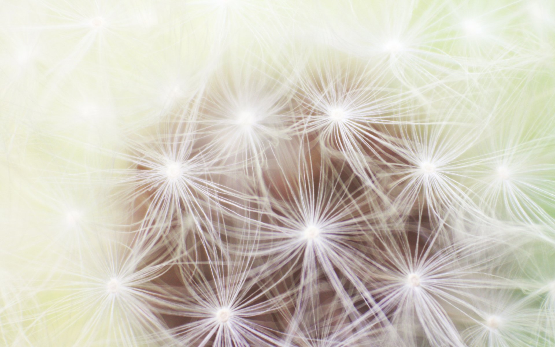 Close-up of a delicate dandelion seed head with soft, light tones, captured in high definition for a nature-themed PC desktop wallpaper.