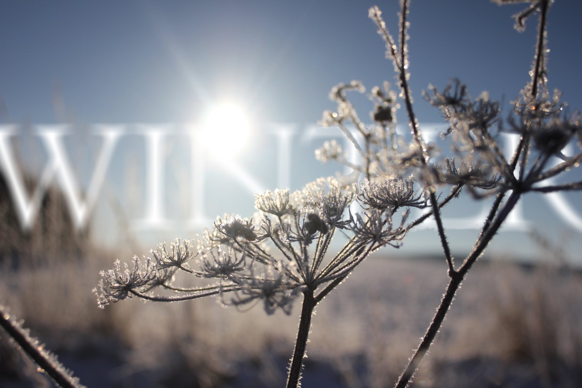 Close-up of frosted plants in a snowy field under bright sunlight, enhanced with digital manipulation for a vivid winter scene in 4K Ultra HD.