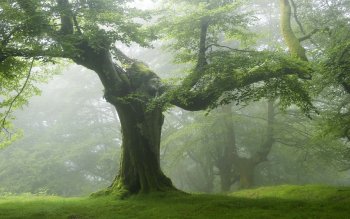 1800 森林高清壁纸 桌面背景