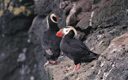 HD PC desktop wallpaper featuring two puffins perched on rocky cliffs against a natural, textured background.
