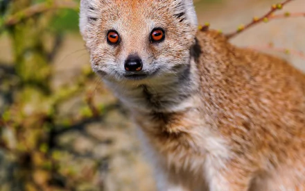 HD desktop wallpaper featuring a close-up of a rock hyrax with sharp eyes and detailed fur against a blurred natural background.