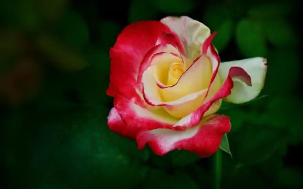 A vibrant rose with delicate red and yellow petals blooms against a dark green backdrop, capturing the beauty of nature in a striking HD desktop wallpaper.