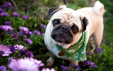 HD desktop wallpaper featuring a cute pug wearing a green patterned scarf, standing amidst vibrant purple flowers in a garden. The background is lush and green.