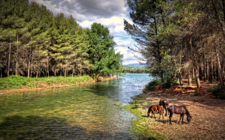 HD desktop wallpaper featuring a serene riverside scene with two horses grazing near a lush forest and clear water under a partly cloudy sky.
