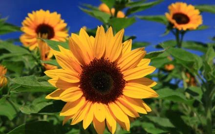 A vibrant sunflower in full bloom, surrounded by green leaves, against a clear blue sky, creating a stunning nature-themed HD desktop wallpaper and background.