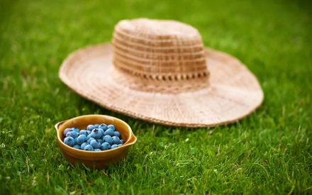 food blueberry HD Desktop Wallpaper | Background Image