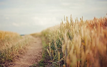 HD desktop wallpaper showing a serene nature scene with golden wheat fields flanking a dirt path under a soft, cloudy sky.
