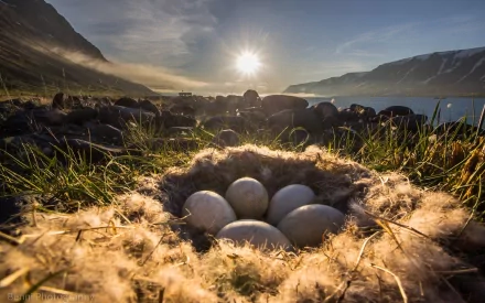 Animal nest HD Desktop Wallpaper | Background Image
