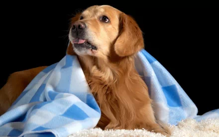 A golden retriever rests gracefully on a soft surface, wrapped in a light blue checkered blanket, set against a dark background, creating a cozy and warm atmosphere.