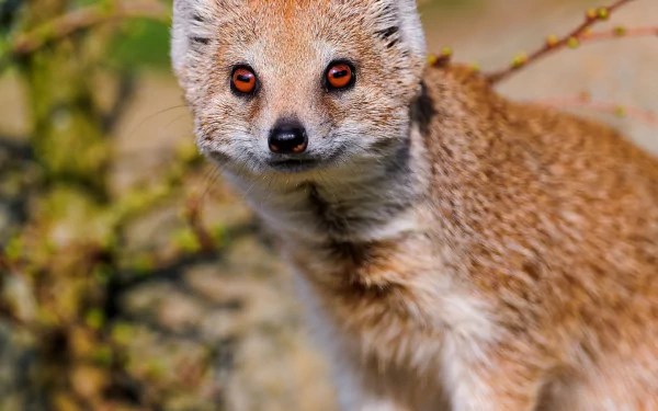 HD desktop wallpaper featuring a close-up of a rock hyrax with sharp eyes and detailed fur against a blurred natural background.