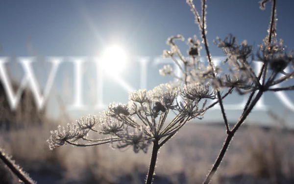 Close-up of frosted plants in a snowy field under bright sunlight, enhanced with digital manipulation for a vivid winter scene in 4K Ultra HD.