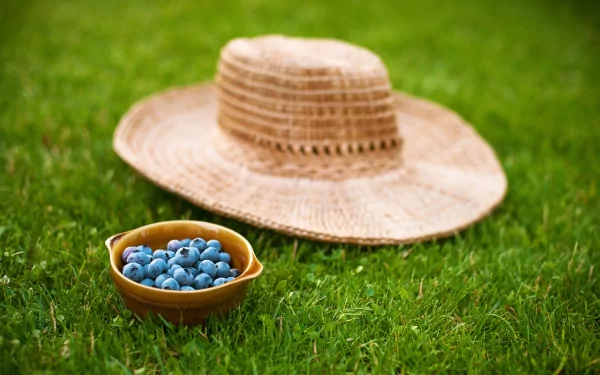 food blueberry HD Desktop Wallpaper | Background Image