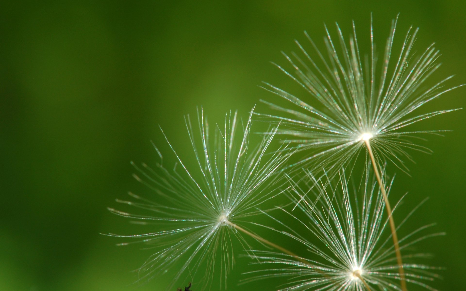 Close-up HD nature wallpaper featuring delicate dandelion seeds against a soft green background, creating a serene and detailed desktop background.