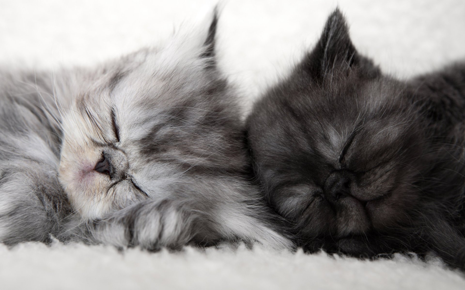 Спящие пушистые котята