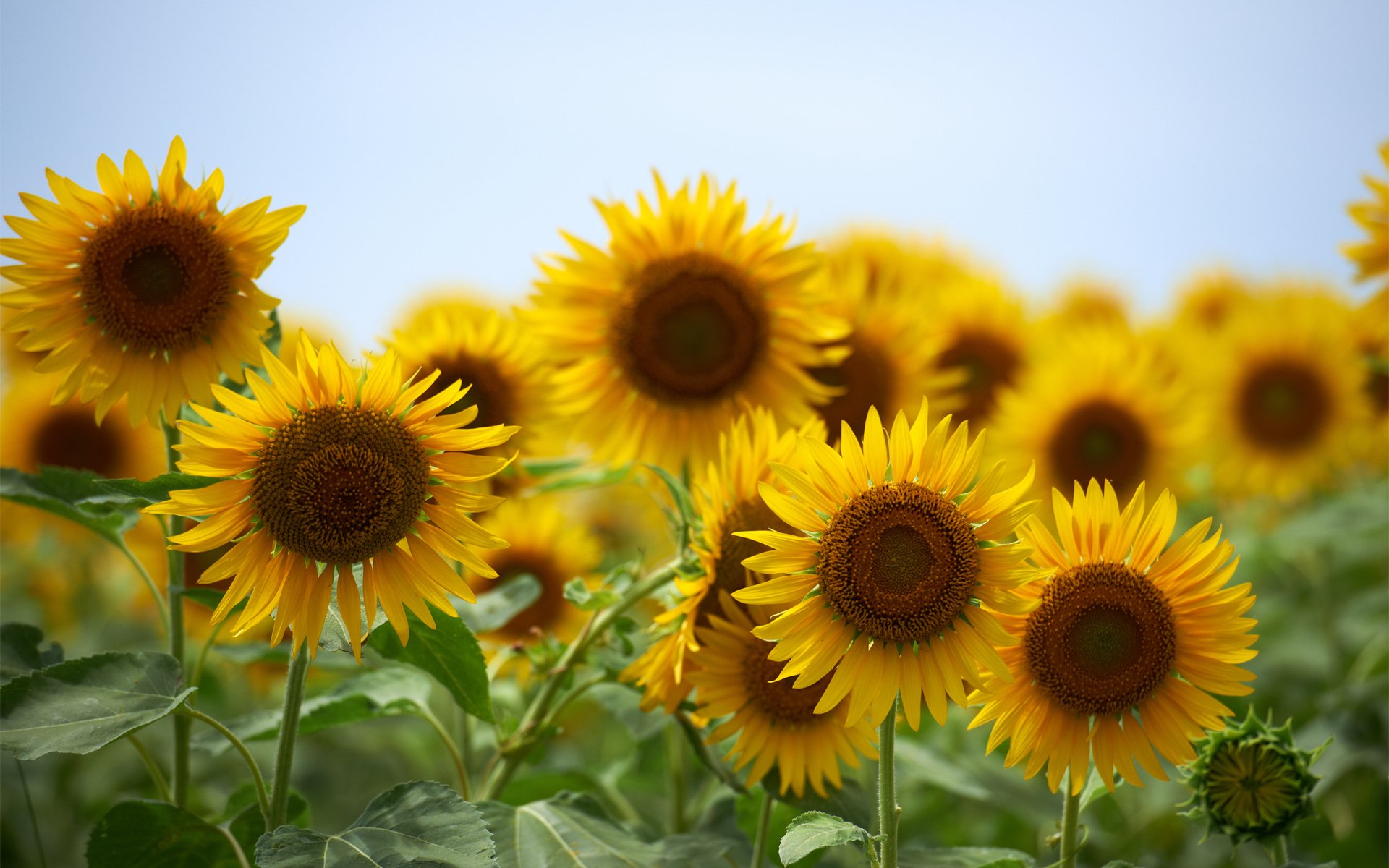 Sunflower HD Wallpaper | Background Image | 1920x1200 | ID:416350