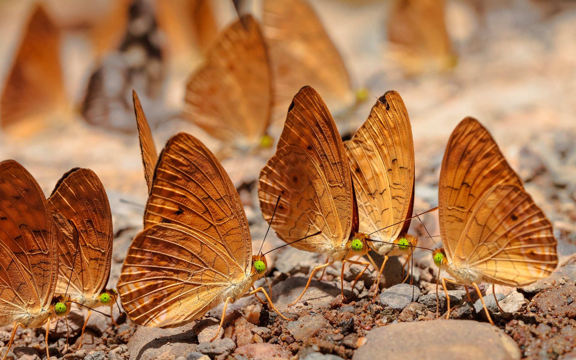 A captivating HD desktop wallpaper featuring a group of butterflies with vibrant orange wings, gracefully perched on the ground among pebbles.