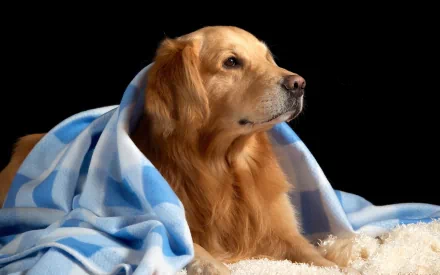 A golden retriever wrapped in a soft blue blanket, resting peacefully on a fluffy surface against a dark background, creating a cozy and inviting atmosphere for a desktop wallpaper.
