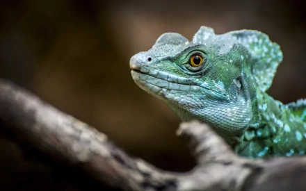 HD desktop wallpaper featuring a close-up of a green basilisk lizard perched on a branch against a blurred natural background.