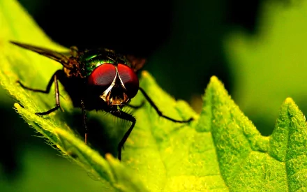 Animal fly HD Desktop Wallpaper | Background Image