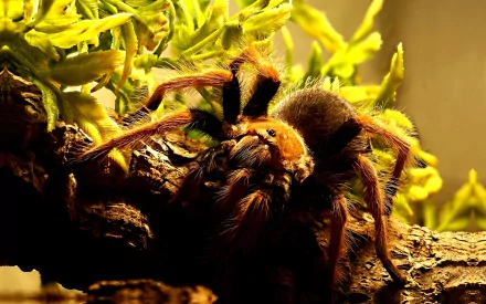 spider Animal tarantula HD Desktop Wallpaper | Background Image