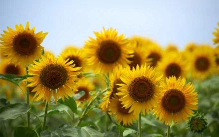 nature sunflower HD Desktop Wallpaper | Background Image