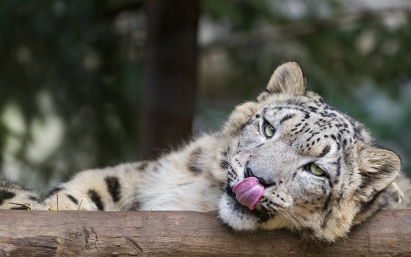Animal Snow Leopard Cats HD Wallpaper | Background Image