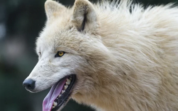 Close-up HD image of an Arctic wolf with white fur and yellow eyes, captured in a natural setting, used as a PC desktop wallpaper and background.