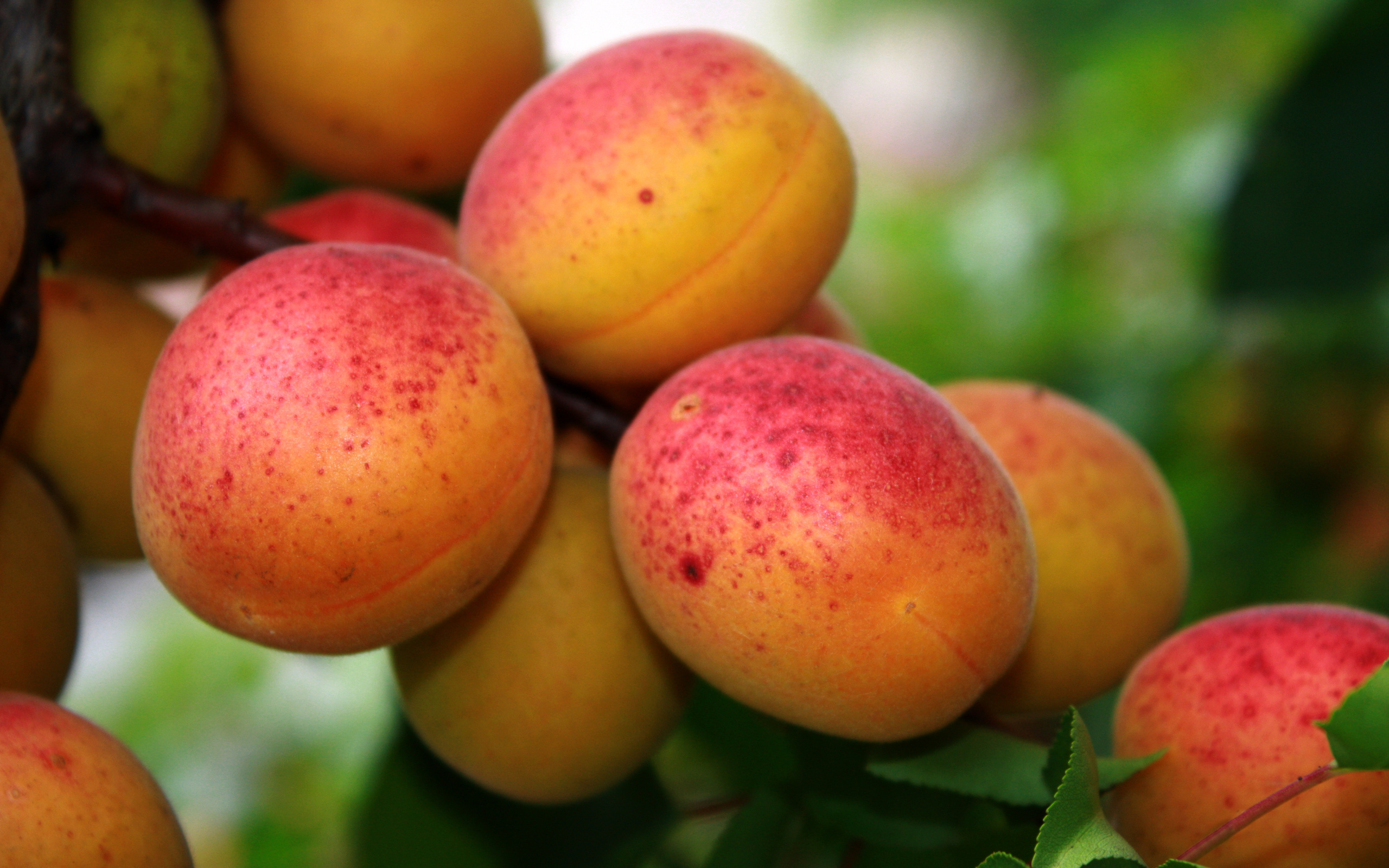 Food Apricot HD Wallpaper | Background Image