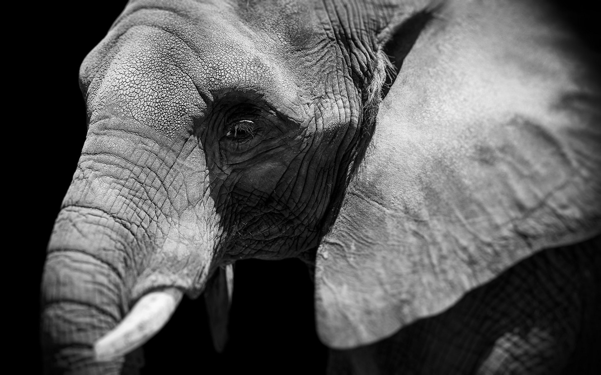 Elephant Full HD Wallpaper and Background Image | 1920x1200 | ID:417316